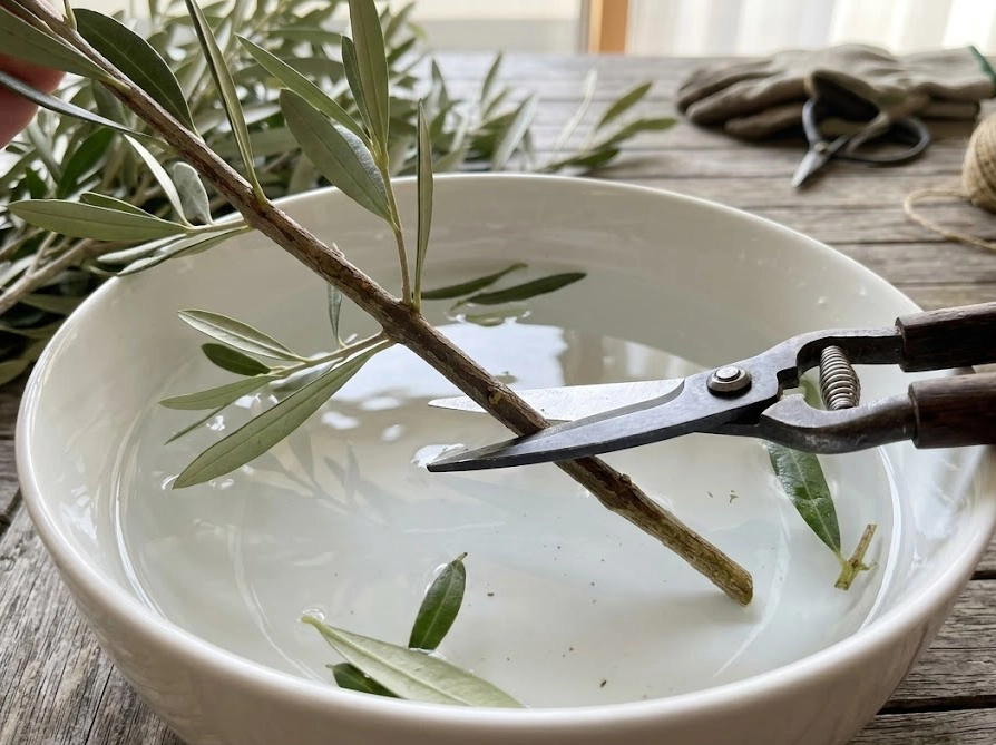 水の中でオリーブの枝を斜め45度にカットする水切りの様子