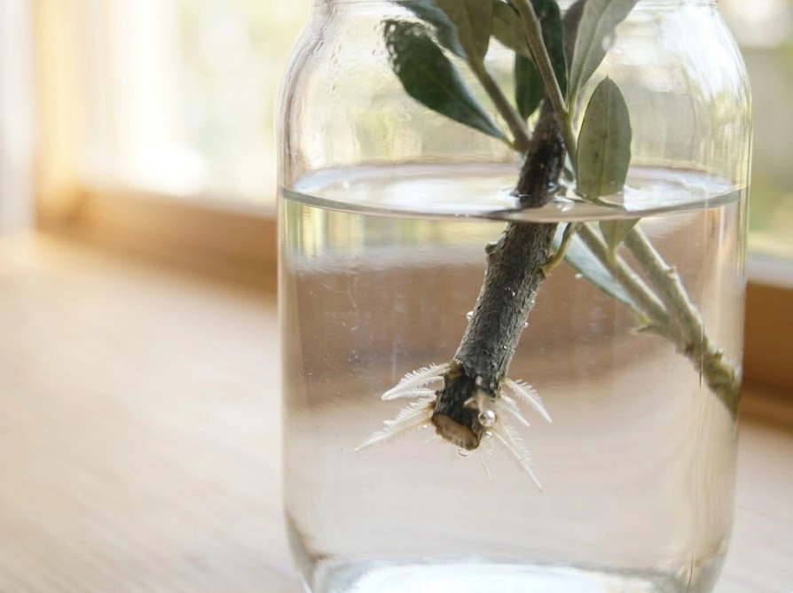 Close-up of small white roots emerging from the bottom of an olive branch cutting in a clear glass jar filled with clean water, the delicate root system visible through the glass, natural indoor lighting, looks like taken with a smartphone camera with slight shallow depth of field, casual authentic feel, no phone visible in frame, no text, no letters, no logos --ar 4:3