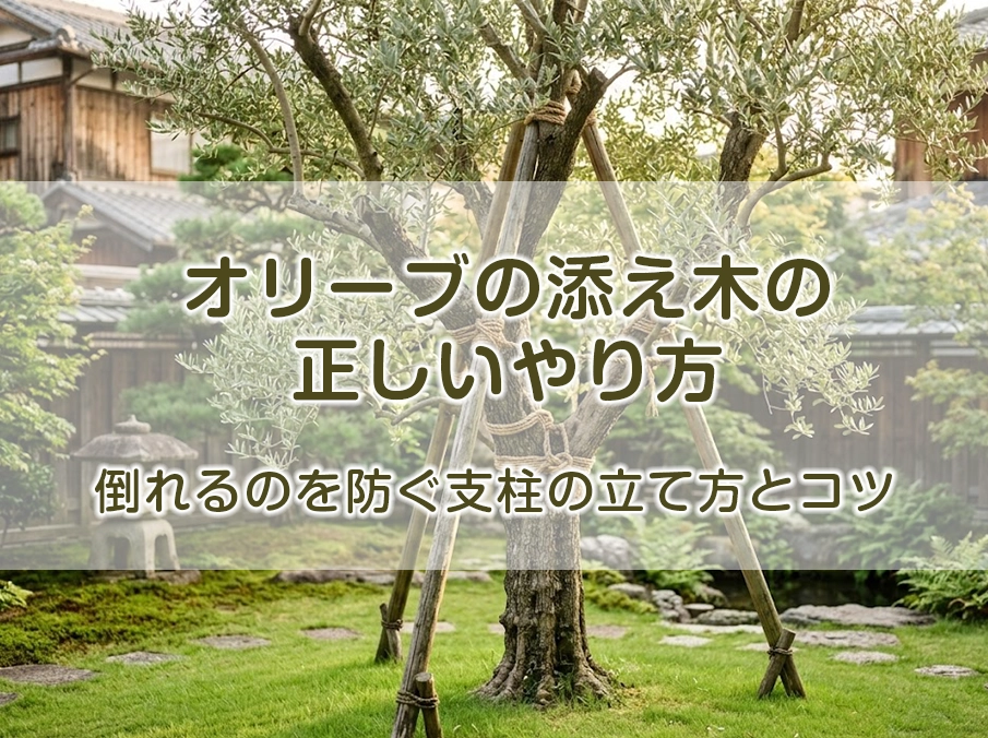 オリーブの添え木の正しいやり方｜倒れるのを防ぐ支柱の立て方とコツ
