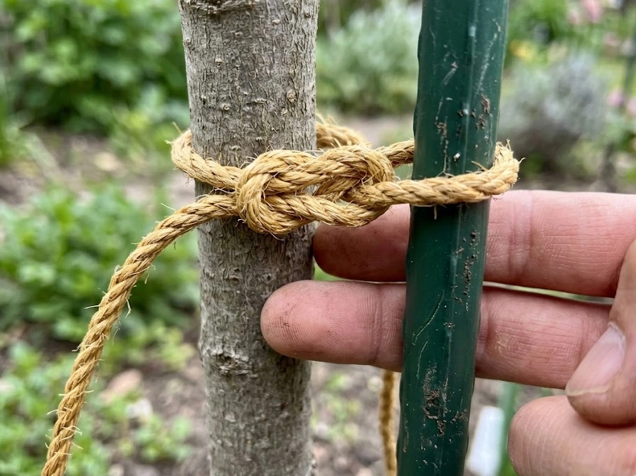 オリーブの幹と支柱を麻紐で8の字結びし指2本分の遊びを確認している様子
