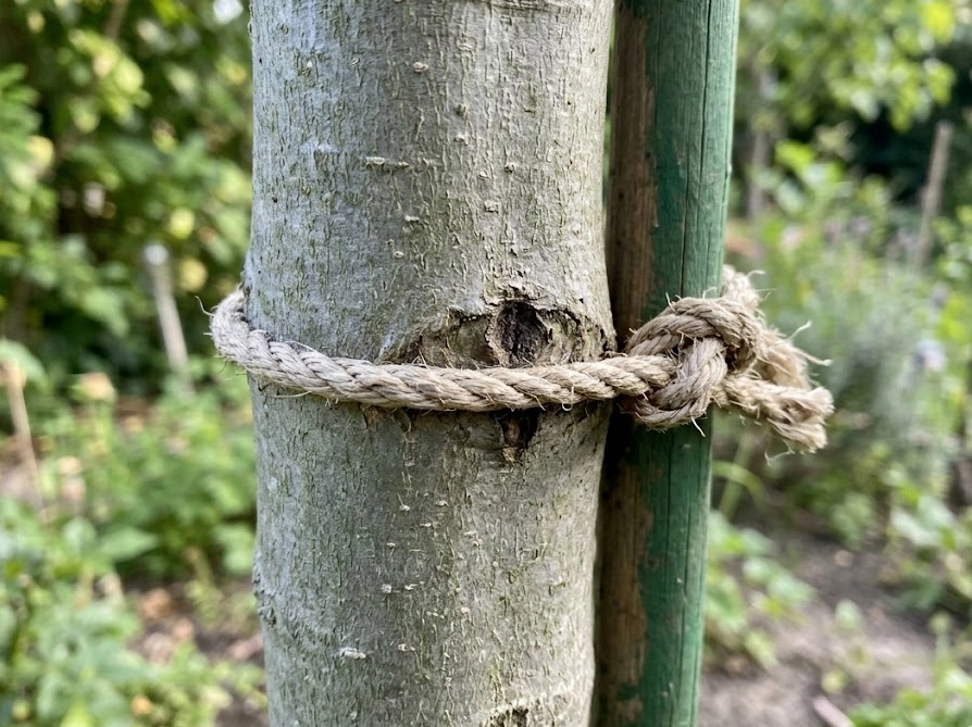放置された麻紐がオリーブの幹に食い込み始めている状態の拡大写真