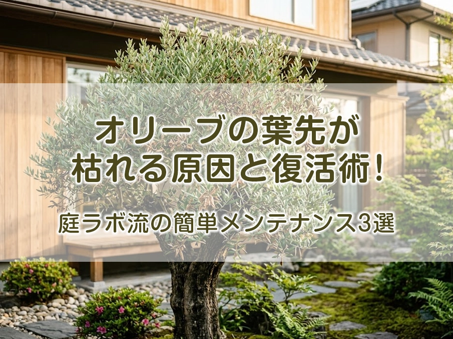 オリーブの葉先が枯れる原因と復活術！庭ラボ流の簡単メンテナンス3選
