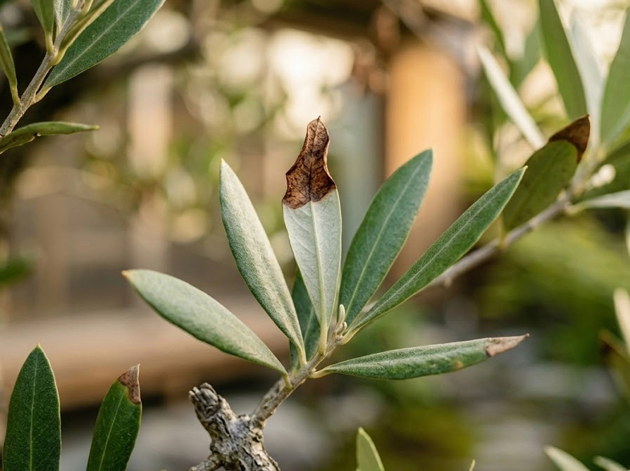 オリーブの葉先が茶色く枯れている様子のクローズアップ写真