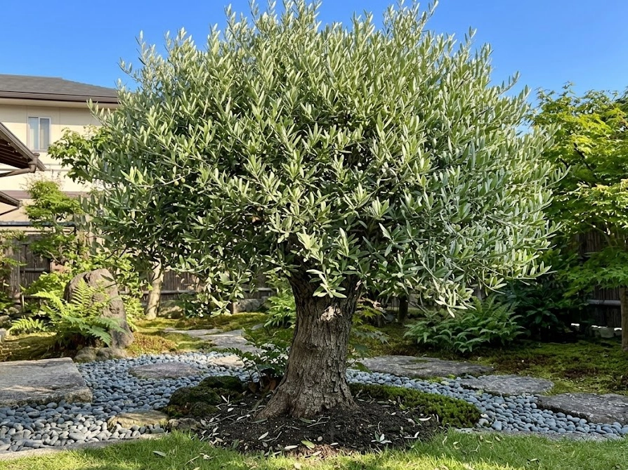 手入れが行き届いた日本の住宅の庭で元気に育つオリーブの木