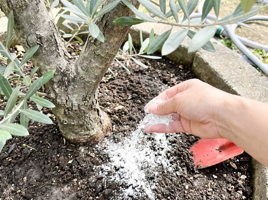 オリーブの株元に苦土石灰を手で撒いている様子