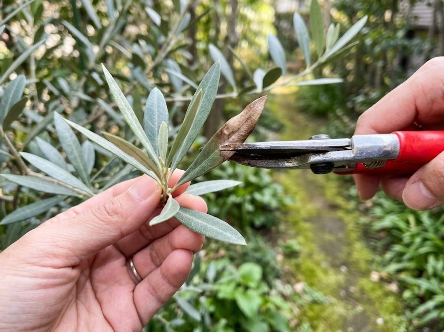 剪定バサミでオリーブの枯れた葉先をカットしている手元のクローズアップ