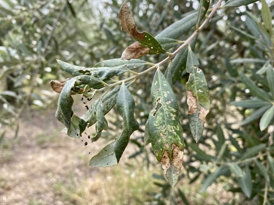 害虫に食害されて葉先が茶色く変色したオリーブの葉のクローズアップ