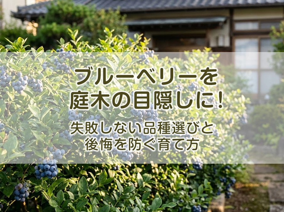 ブルーベリーを庭木の目隠しに！失敗しない品種選びと後悔を防ぐ育て方