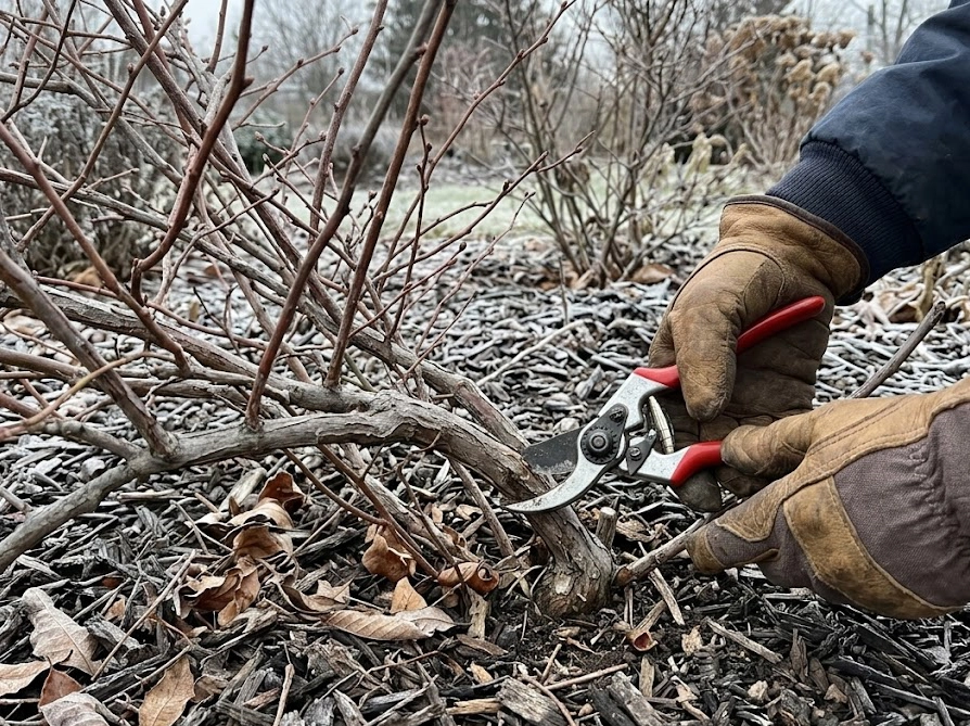 冬の休眠期にブルーベリーの古い枝を根元から剪定バサミで切っている手元