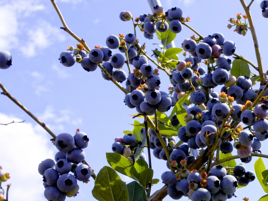 ブルーベリーを庭木の目隠しに！失敗しない品種選びと後悔を防ぐ育て方