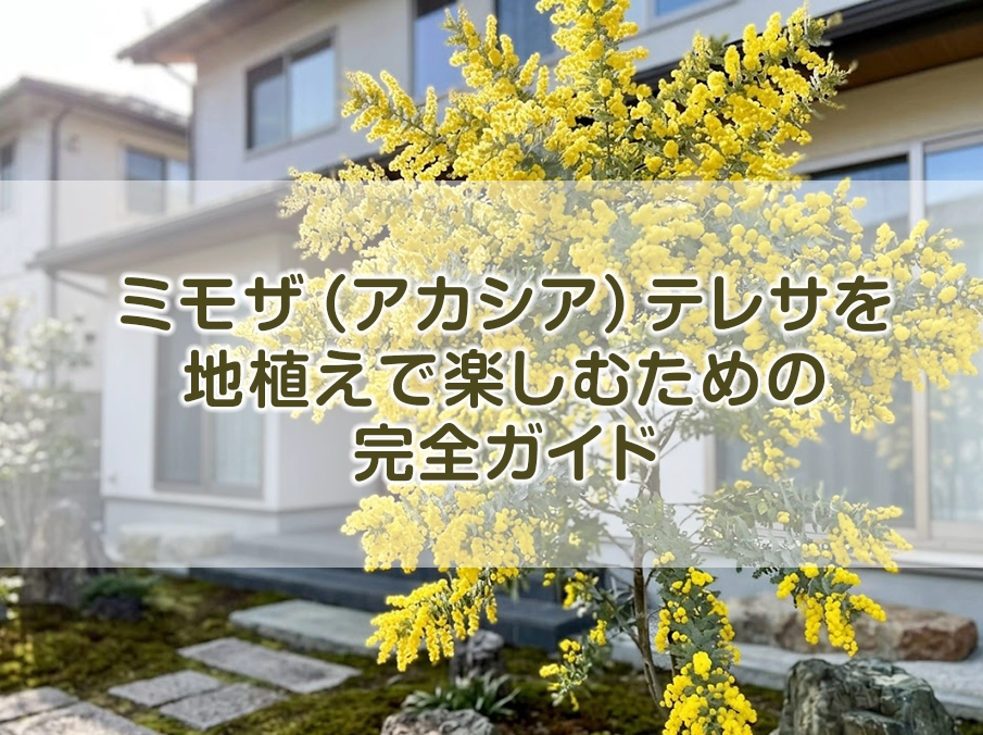 ミモザ(アカシア)テレサを地植えで楽しむための完全ガイド