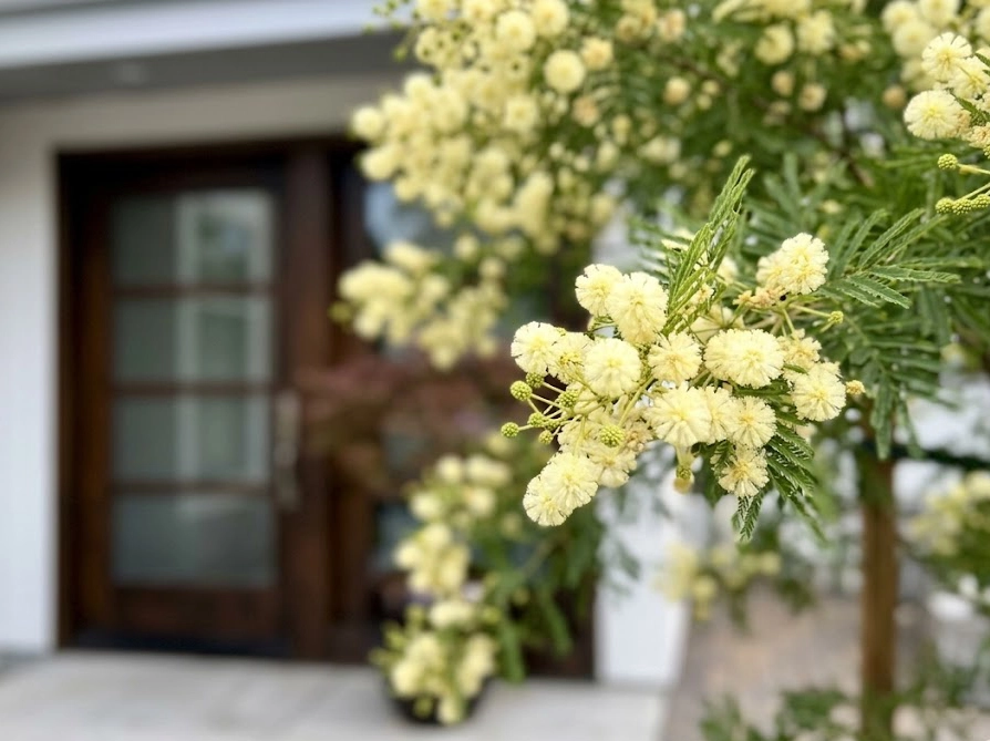 玄関先でドーム状に整ったミモザ(アカシア)テレサのクリーム色の花がそよ風に揺れている様子