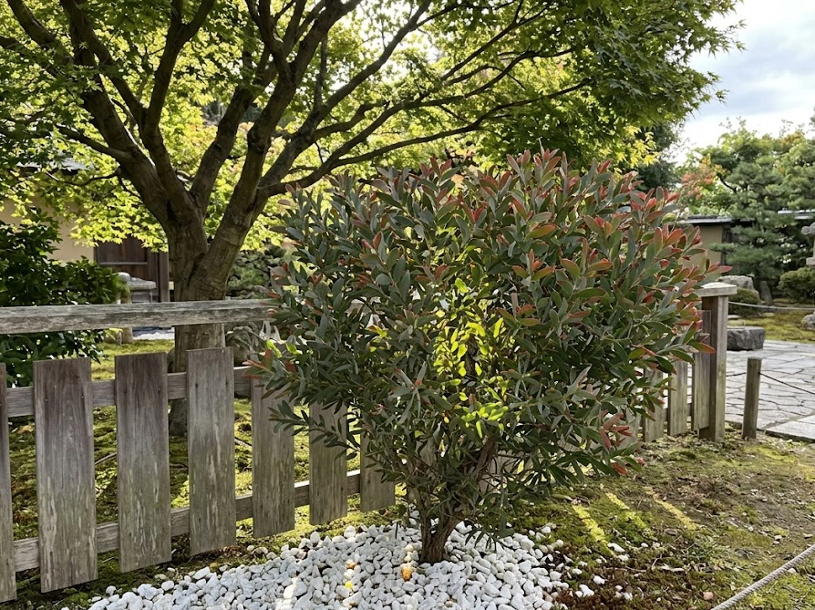 半日陰の庭で株元に白い砂利を敷いて光を反射させているミモザ(アカシア)テレサの地植えの様子