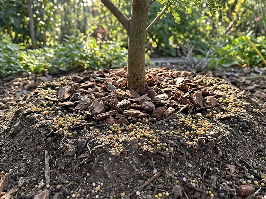 ミモザ(アカシア)テレサの株元に施されたバークチップと少量の緩効性肥料の様子