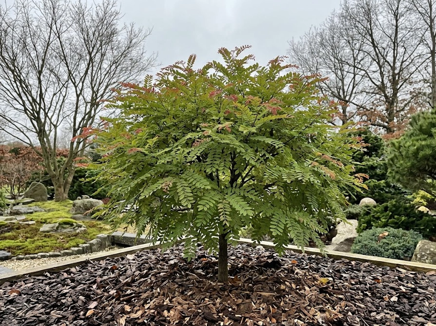 初冬に葉先が紅葉したミモザ(アカシア)テレサの株元にマルチングを施した冬越し対策の様子