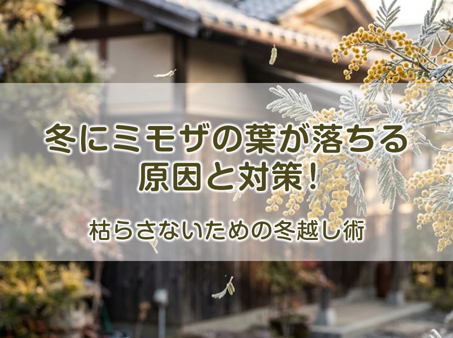 冬にミモザの葉が落ちる原因と対策！枯らさないための冬越し術