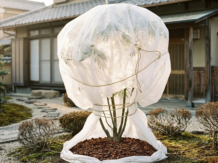 不織布で防寒対策を施し株元にマルチングを敷いたミモザの冬越し姿