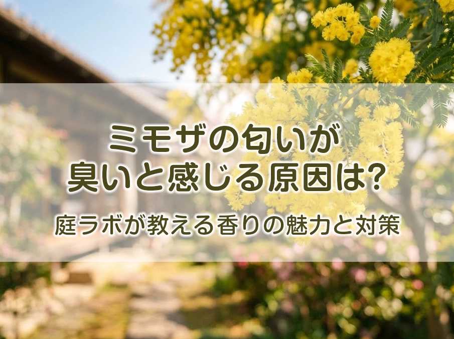 ミモザの匂いが臭いと感じる原因は？庭ラボが教える香りの魅力と対策