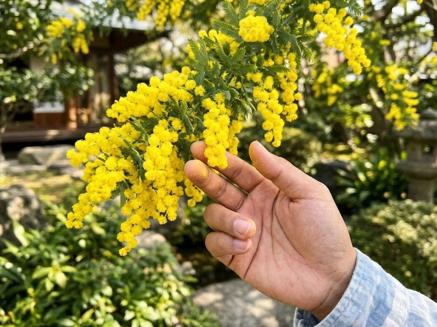 ミモザの花に触れた手に黄色い花粉が付着している庭での様子
