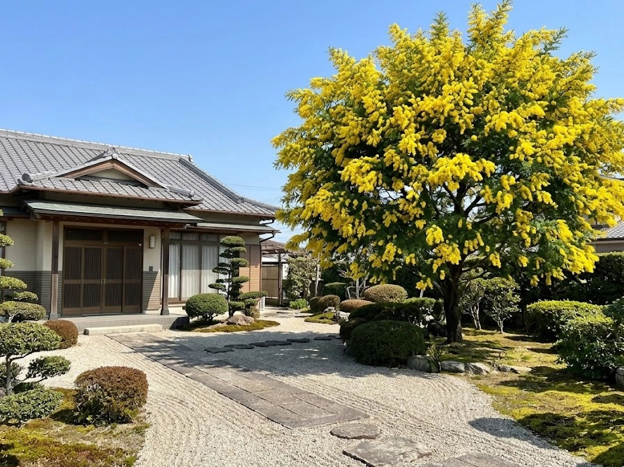 日本の住宅の庭に適切な距離を保って植えられた満開のミモザの木