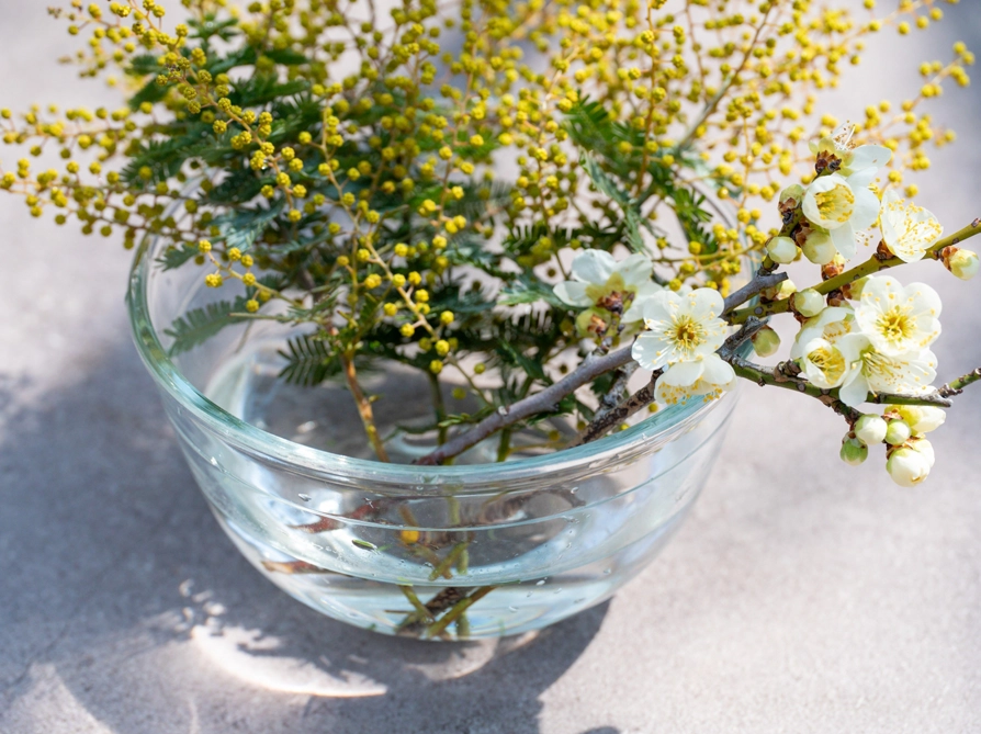 ミモザの匂いが臭いと感じる原因は？庭ラボが教える香りの魅力と対策