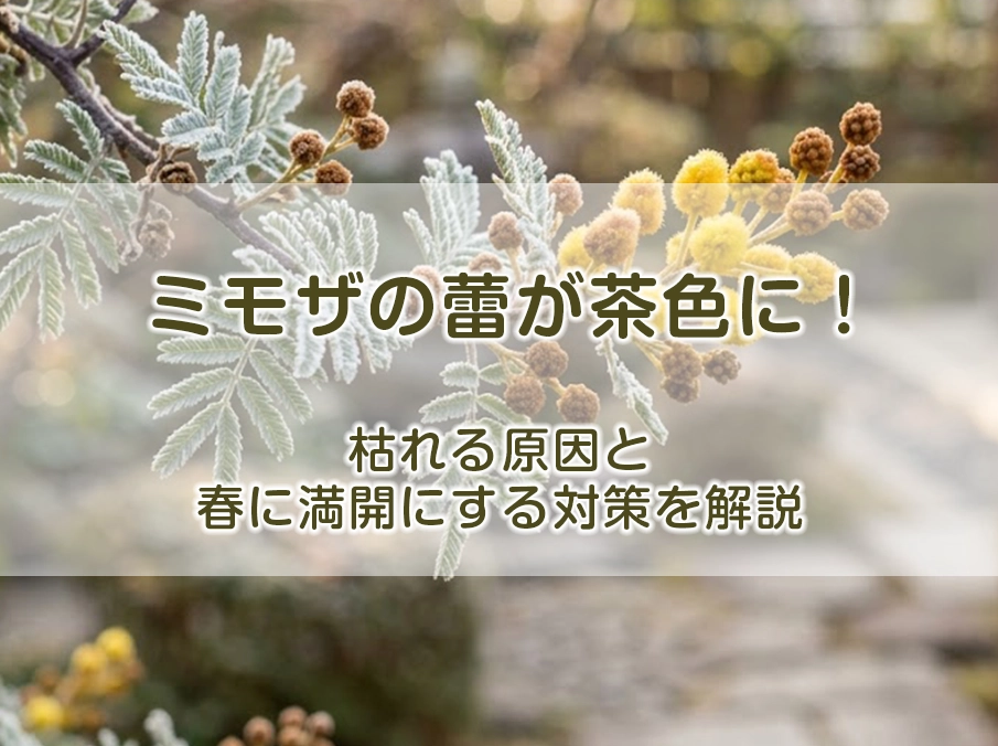 ミモザの蕾が茶色に!枯れる原因と春に満開にする対策を解説
