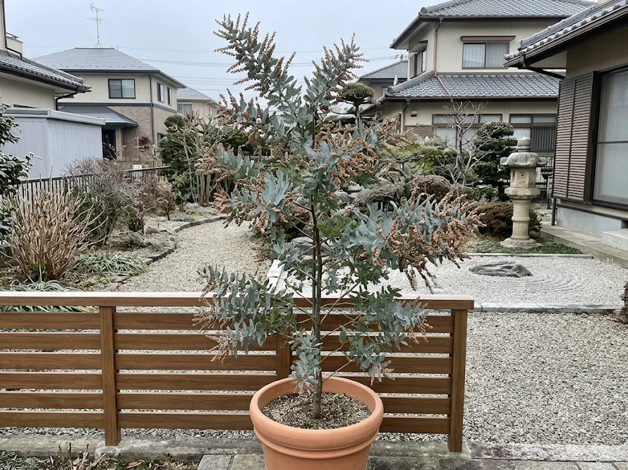 冬の住宅の庭で蕾が茶色く変色した鉢植えミモザの全体像
