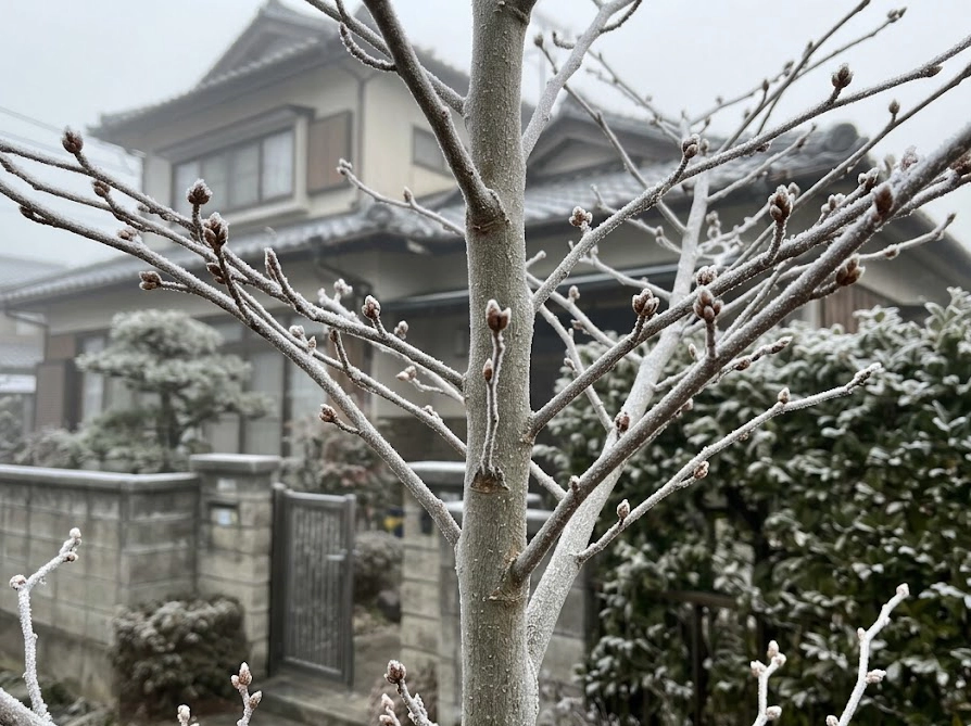 早朝の霜で白く凍りついたミモザの若木の枝と茶色い蕾のスマホ撮影風写真