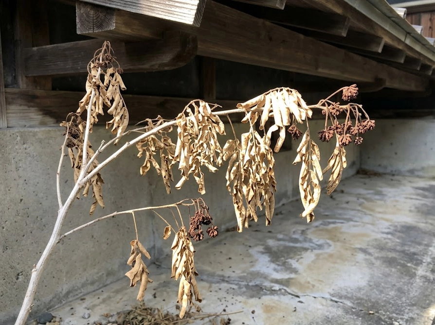 軒下で水切れにより葉がチリチリに枯れたミモザのスマホ撮影風写真