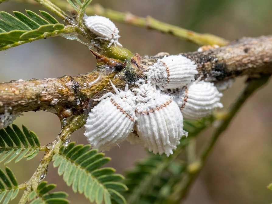 ミモザの枝に付着した白いイセリアカイガラムシとすす病の黒ずみのマクロ写真