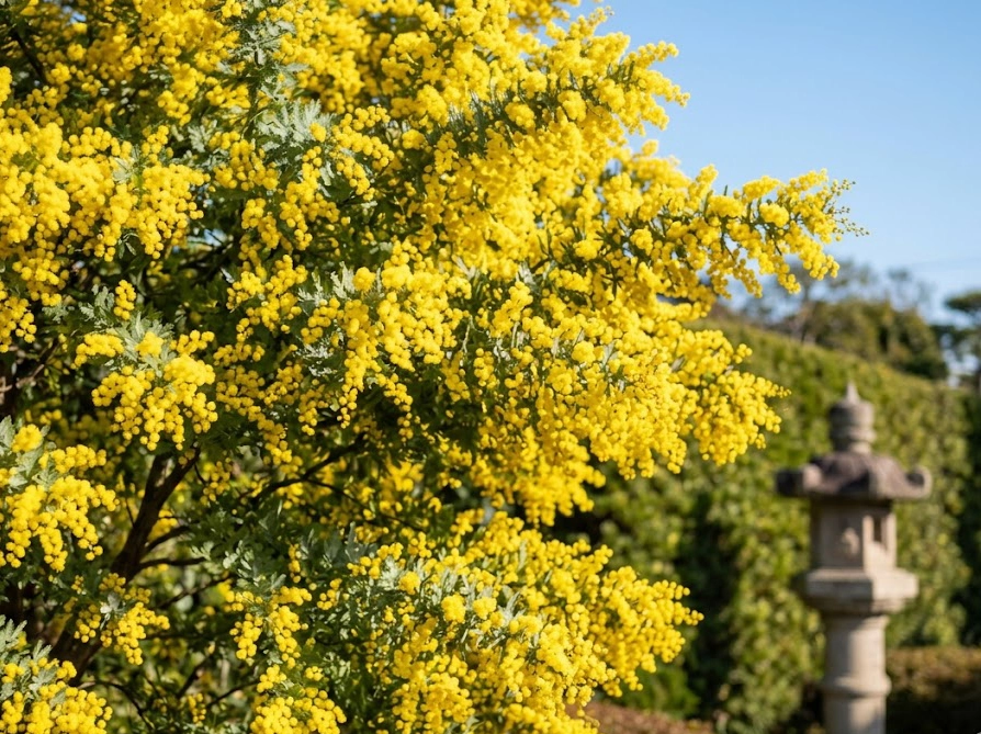 春に満開の黄色い花を咲かせた美しいミモザの木と青空