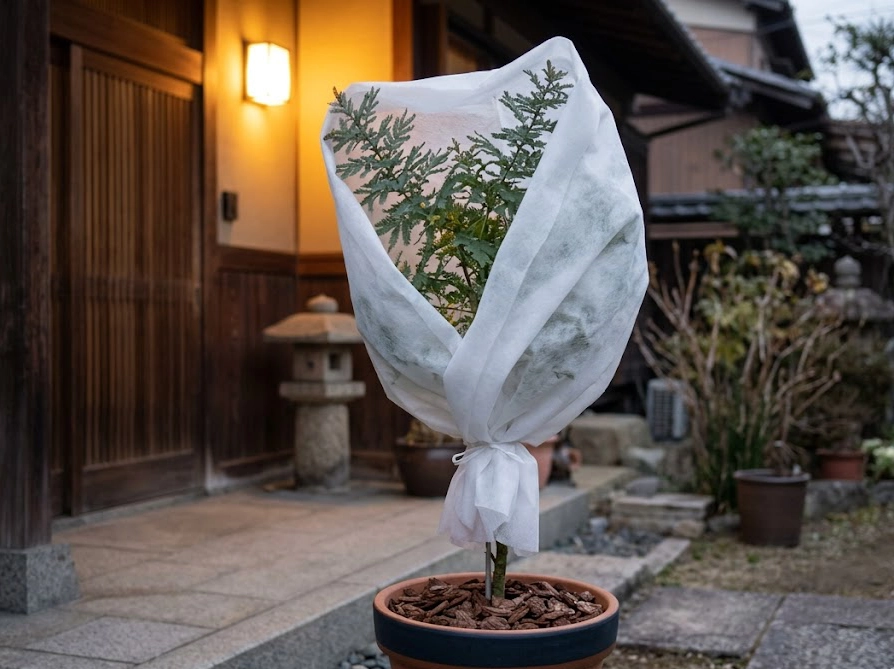 不織布で防寒対策をしたミモザの鉢植えと株元のバークチップマルチング