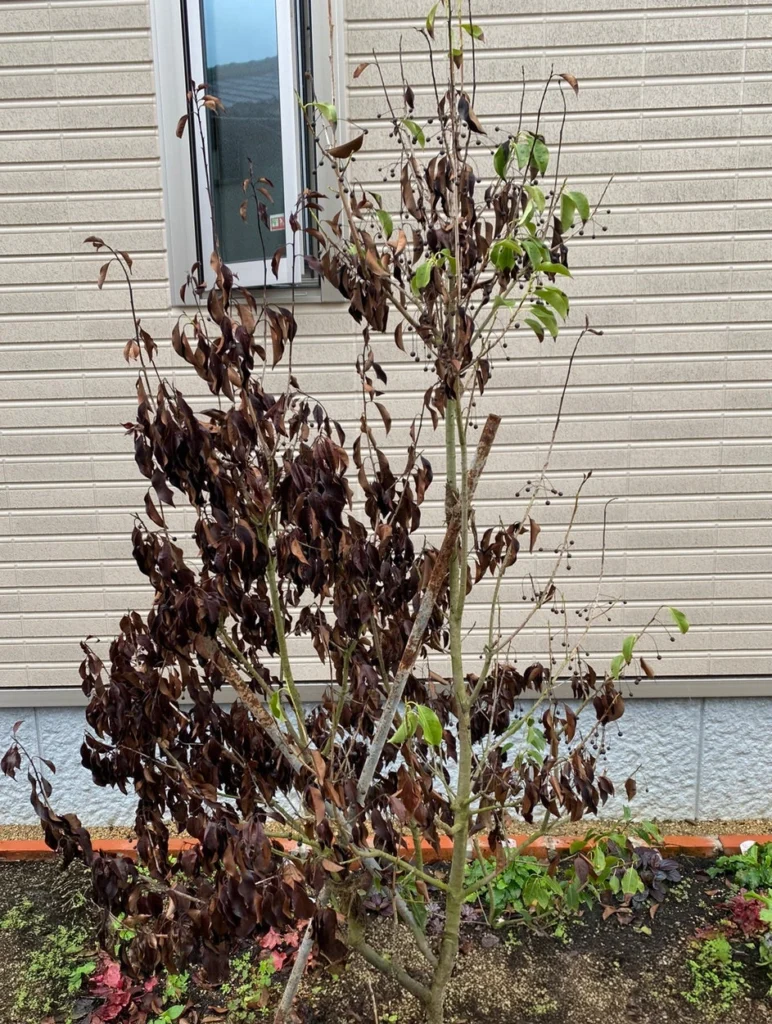 葉が乾燥気味のソヨゴがある冬の庭の風景