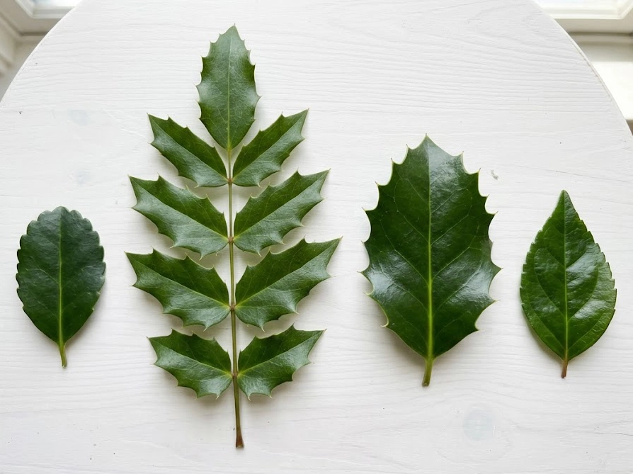 ヒイラギ・ヒイラギナンテン・ヒイラギモクセイ・アベリアの葉を並べた比較写真