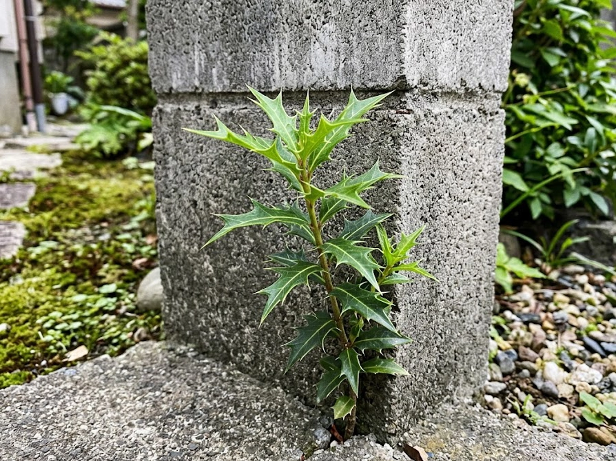 ブロック塀の隙間から自生したヒイラギの幼木のギザギザの葉