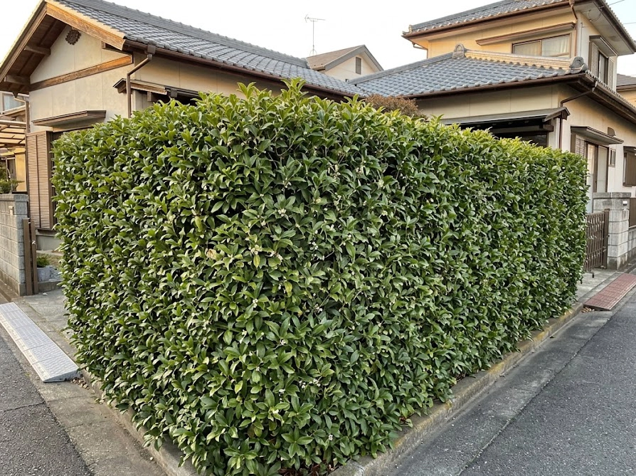 住宅境界に植えられたヒイラギモクセイの生垣に咲く白い花