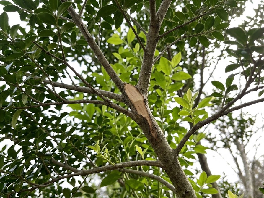 透かし剪定で風通しを良くしたヒイラギの枝の切り口