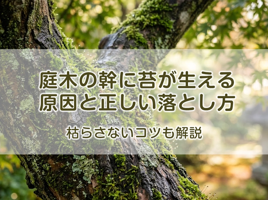 庭木の幹に苔が生える原因と正しい落とし方|枯らさないコツも解説