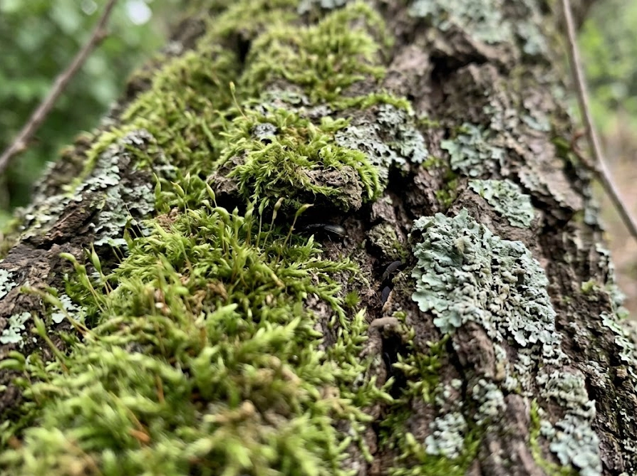 樹皮に厚く生えた苔を接写した写真で害虫が隠れやすい環境を示す