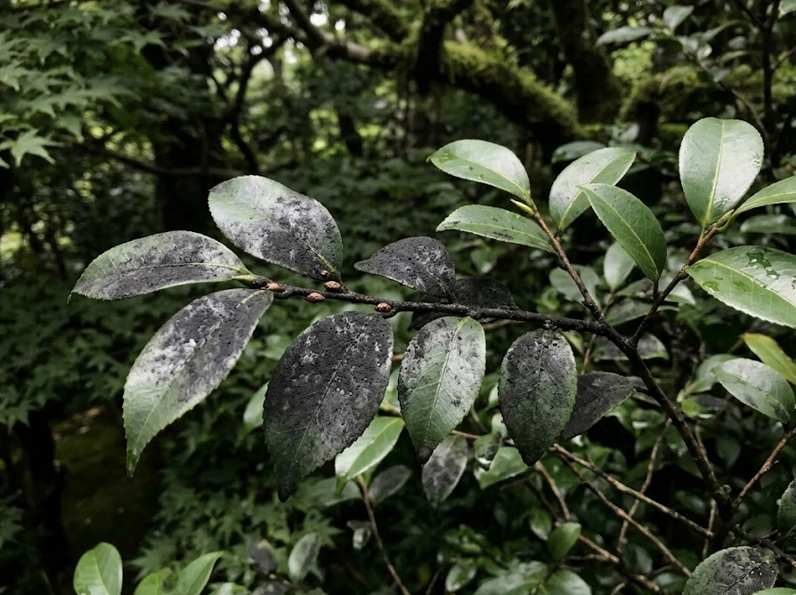 すす病で黒く変色した庭木の葉のクローズアップ写真