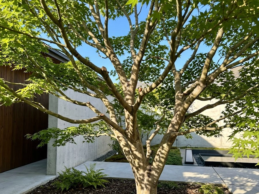 透かし剪定で日当たりと風通しが改善された美しい庭木