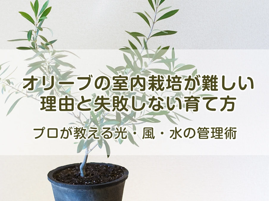 オリーブの室内栽培が難しい理由と失敗しない育て方｜プロが教える光・風・水の管理術