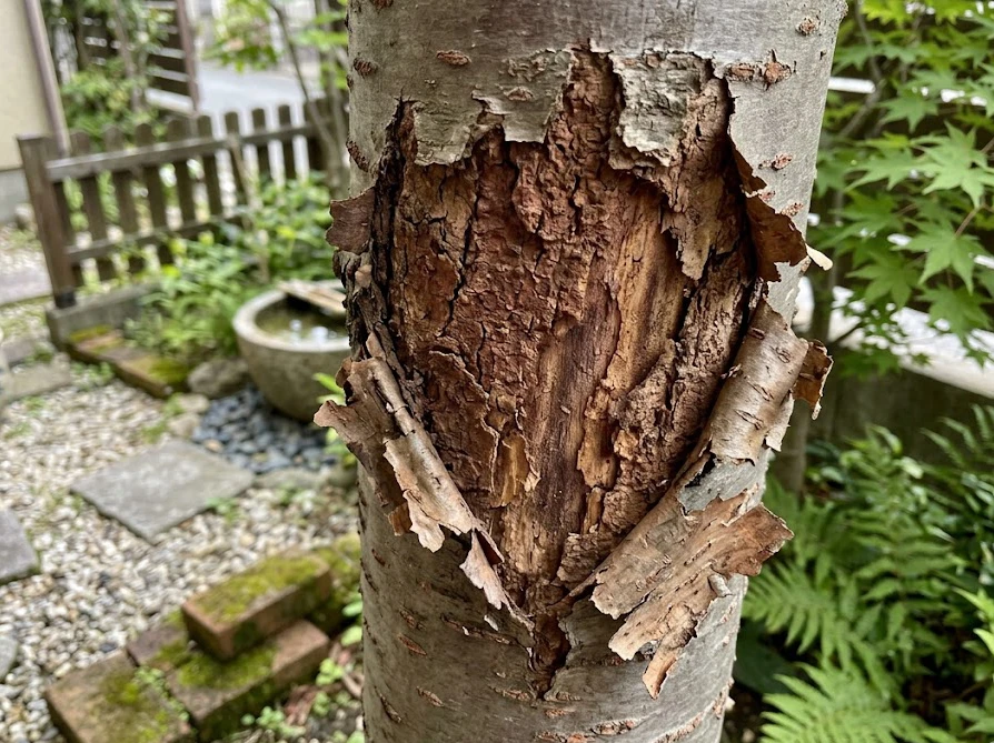 胴枯病が原因で庭木の皮がむける症状。サクラの幹が赤褐色に変色し乾燥して剥がれている状態