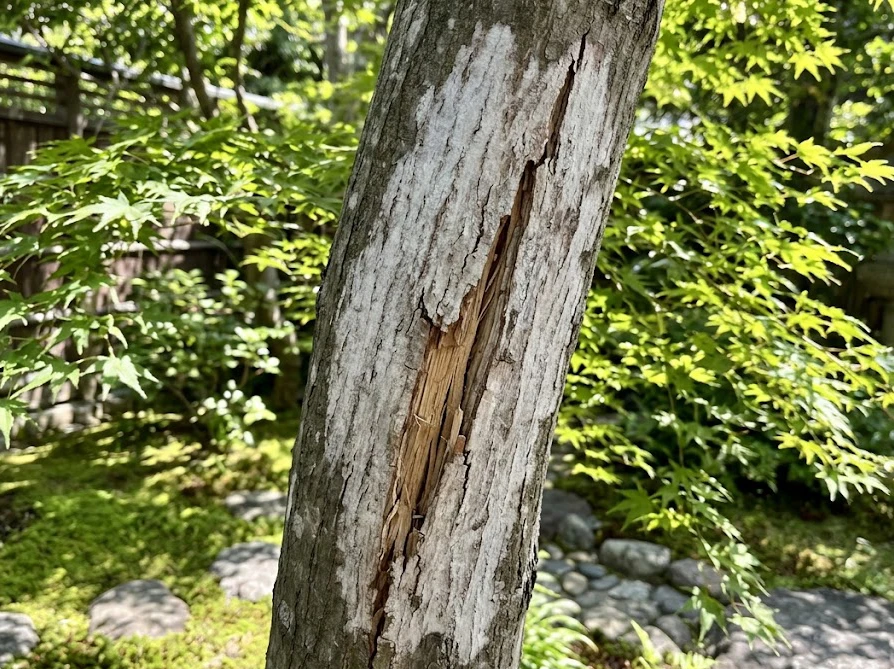 猛暑の直射日光で幹焼けを起こしたモミジ。樹皮が白く乾燥してひび割れ、内部がむき出しになった様子