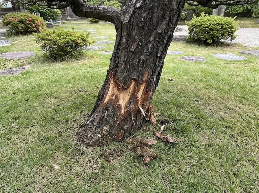 草刈り機の刃が接触して庭木の根元の皮が大きく削り取られ、物理的なダメージを受けた幹の傷