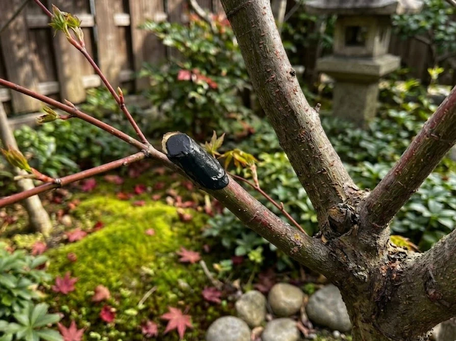 皮がむけた庭木を修復するため、幹の傷口に癒合剤を隙間なく塗って雑菌の侵入を防いでいる状態