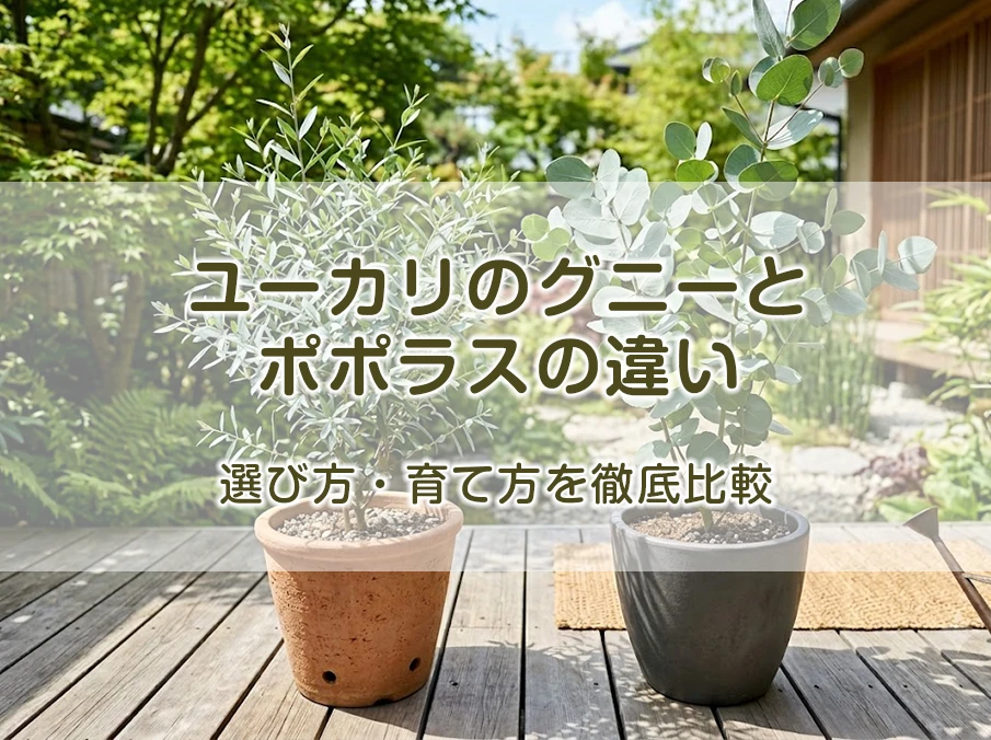 ユーカリのグニーとポポラスの違い｜選び方・育て方を徹底比較