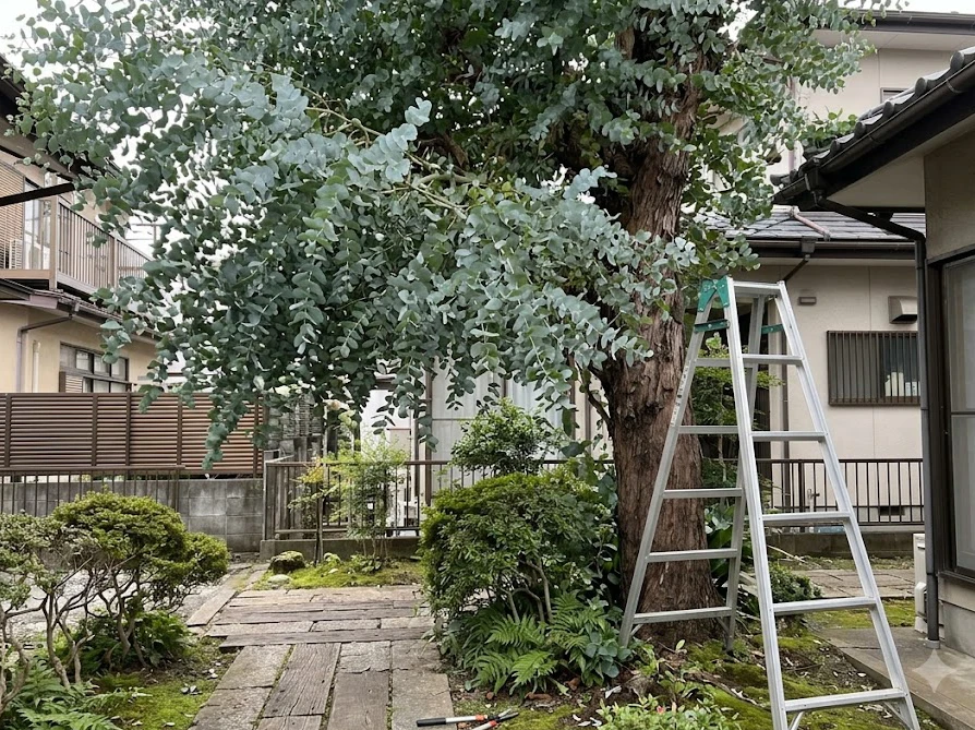 剪定が必要なほど大きく成長した地植えのユーカリと脚立