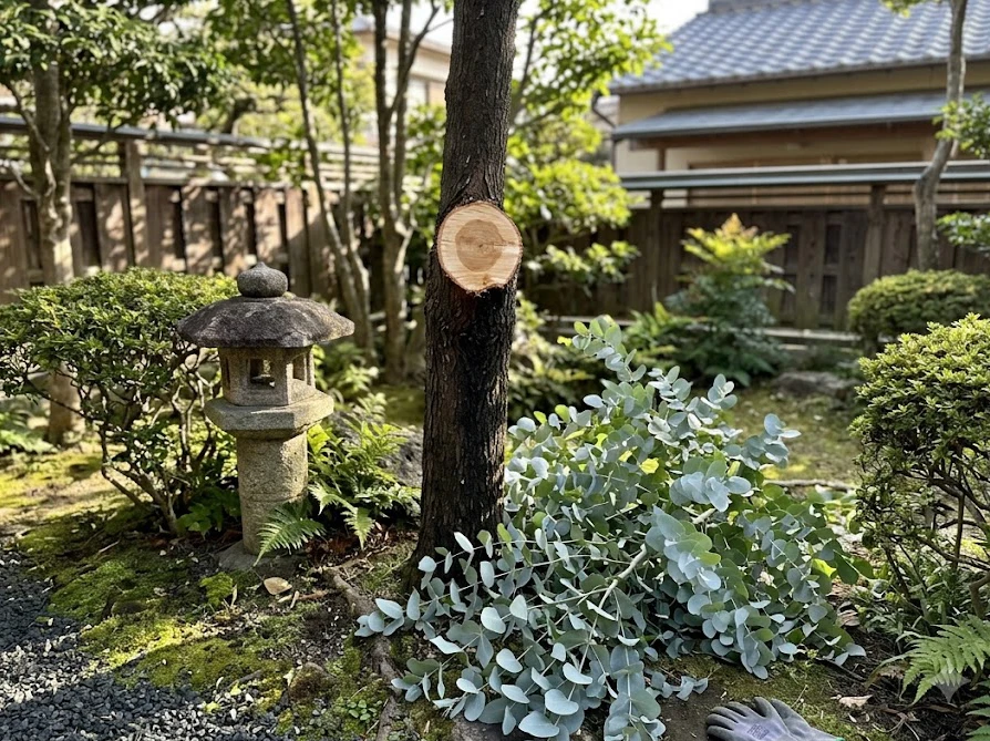 高さを抑えるために主幹を水平に切り落としたユーカリの芯止め