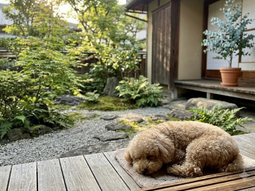 庭でくつろぐ犬と安全な高い場所に置かれたユーカリの鉢植え